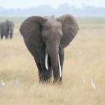 ¿Sabías que los elefantes africanos son increíbles ‘arquitectos paisajistas’?