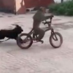 Para escapar de un perro, este mono monto una bicicleta!