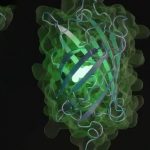 La IA crea una proteína que habría tardado 500 millones de años en formarse en la naturaleza