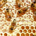 El veneno de las abejas puede destruir las células del cáncer de mama