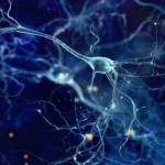 Identifican un gen esencial para el desarrollo del cerebro humano.