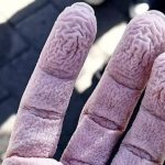 Estudian cómo se arrugan los dedos en el agua y encuentran una respuesta sorprendente