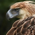 Descubren una especie de águila gigante que vivió en Australia hace más de 50.000 años