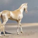 ¡Este tipo de caballo ha sido nombrado cómo el más hermoso del mundo!