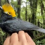 Científicos de la Universidad de Texas consiguen las primeras fotos conocidas del Alcaudón de Cresta Amarilla