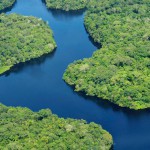 Cuántos árboles hay en el Amazonas