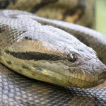 Las anacondas son gigantes desde hace más de 12 millones de años