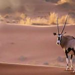 10 Animales del Desierto | Curiosidades de estas especies
