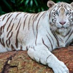 Por qué algunos animales se comen a sus crías