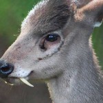 Animales raros del mundo | Fascinantes y curiosos