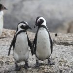 La cantidad de animales ha caído en un 69% y es cuestión de tiempo que caigamos con ellos