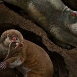 Descubren 2 nuevos animales que vivían bajo los pies de los dinosaurios