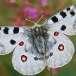 La mariposa Apolo elegida como “Mariposa del Año 2017”