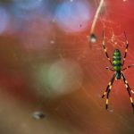 Araña Joro: mide 8 cm, tiene colores espectaculares y es totalmente inofensiva