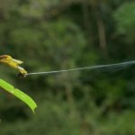 Esta araña es capaz de disparar su tela a 25 metros, por si creías que estabas a una distancia segura