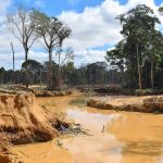 El árbol ‘espía’ que puede detectar la minería ilegal