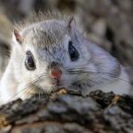 La ardilla japonesa parece un delicado peluche esponjoso hecho a mano por la naturaleza