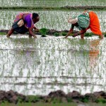 Un nuevo arroz permitiría alimentar a 200 millones de personas más en China