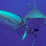 La curiosa razón por la que los atunes se frotan contra los tiburones
