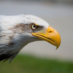 ¿Cómo ayudar a un pájaro herido?