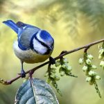 Si eres un pájaro, cantar melodías complejas quiere decir que sabes resolver problemas