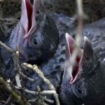 ¿Por qué no tienen dientes los pájaros?