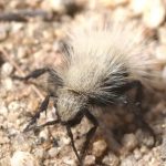Descubre la ‘hormiga matavacas’, un insecto que no es lo que parece
