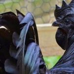 El pollo más caro del mundo es negro por fuera y por dentro
