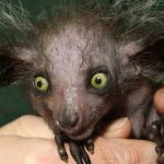Inteligencia Artificial: Estos son los 5 animales más horrendos del planeta según ChatGPT