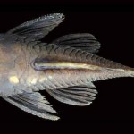 Seis especies de bagre recién descubiertas tienen caras llenas de tentáculos
