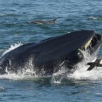 Un fotógrafo sobrevive después de que una ballena lo engullera cuando nadaba en un banco de sardinas