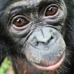 Los bonobos ayudan a desconocidos sin que se lo pidan