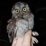 Descubren una especie de búho con un canto único que vive en un solo lugar de la Tierra