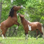La gente se lo pregunta: ¿Tienen los caballos capacidad de pensar?
