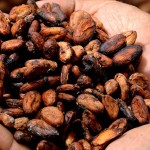 ¿CÓMO ERA EL CACAO PREHISPÁNICO Y PARA QUÉ LO USABAN?