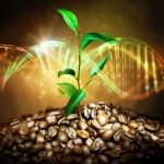 El café de Etiopía es incluso más antiguo que nuestra especie