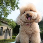 ¿Cuáles son los perros hipoalergénicos que no sueltan pelos?