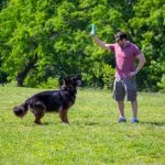Aprobada la primera terapia génica para alargar la vida de los perros