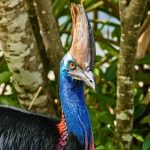 El ave más temida y peligrosa de la historia del mundo es clave para mantener la vida en la naturaleza