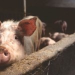 Encuentran cerdos mutantes en una granja en Camboya