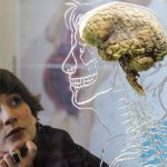 El cerebro humano creció de tamaño desde 1930