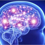 Detectan en el cerebro las diferencias que nos hacen humanos