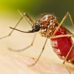 Chikunguña