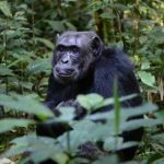 Investigadores descubren que los chimpancés se comunican a larga distancia