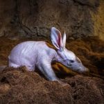Nace un insólito animal en Bioparc Valencia que desconcierta por su aspecto único