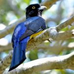 Citreoline Trogon