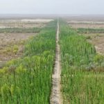 China sembró 66.000 millones de árboles, pero algo raro pasó