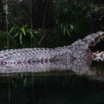 ¿Cómo se hizo tan grande el enorme cocodrilo “salty” capturado en Australia?