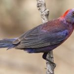 Colorín Morado  (Passerina versicolor)