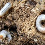 Dos empresas construirán la granja productora de proteína a base de insectos más grande del mundo